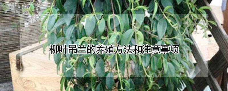 柳叶吊兰的养殖方法和注意事项