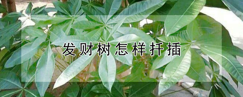 发财树怎样扦插