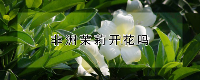 非洲茉莉开花吗