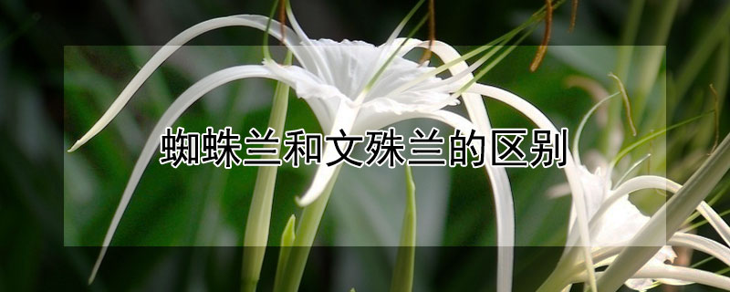 蜘蛛兰和文殊兰的区别