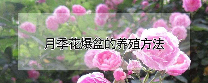 月季花爆盆的养殖方法