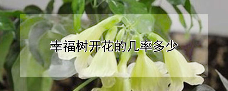 幸福树开花的几率多少 幸福树开花结果吗?