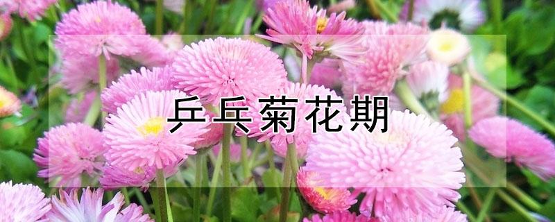 乒乓菊花期