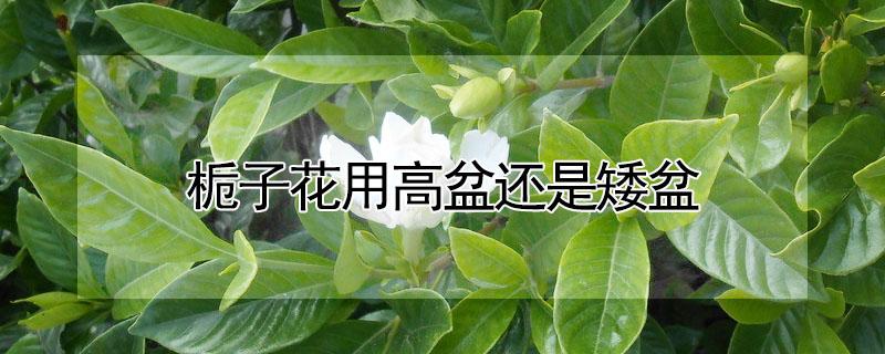 栀子花用高盆还是矮盆