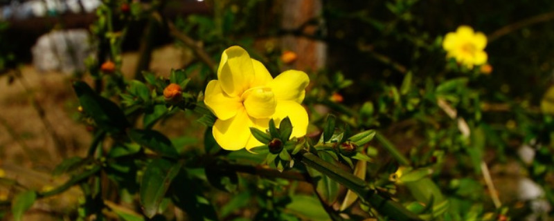 迎春花花瓣是什么形状（迎春花的花瓣是什么形状）