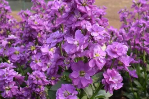 紫罗兰用什么花盆