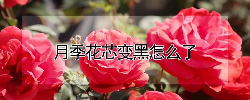 月季花芯变黑怎么了