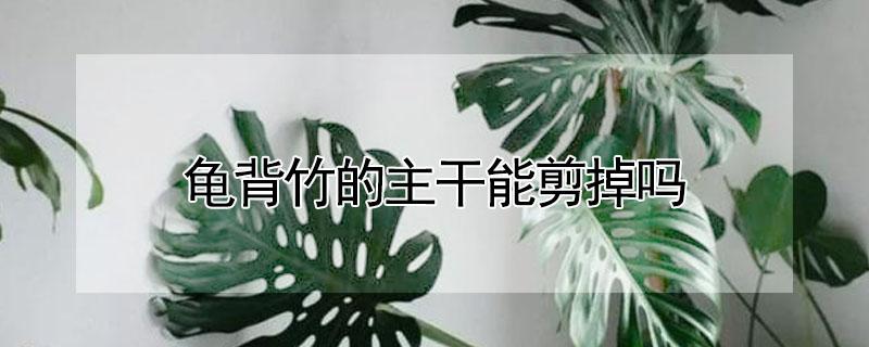 龟背竹的主干能剪掉吗 龟背竹能全剪掉吗