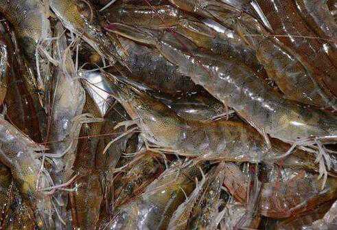 基围虾有什么好处 基围虾的营养价值，吃基围虾的好处