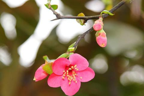 樱花和海棠花区别