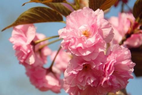 樱花树几年才能长大