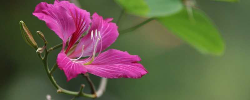 紫荆花树有几种品种