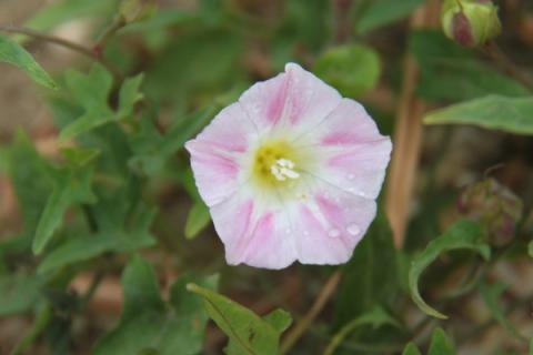 牵牛花种子怎样保存