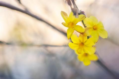 迎春花冬天能换盆吗