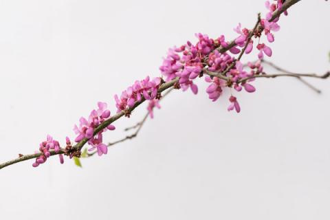紫荆花的移栽时间