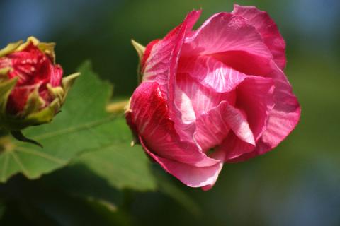 芙蓉花如何结种子