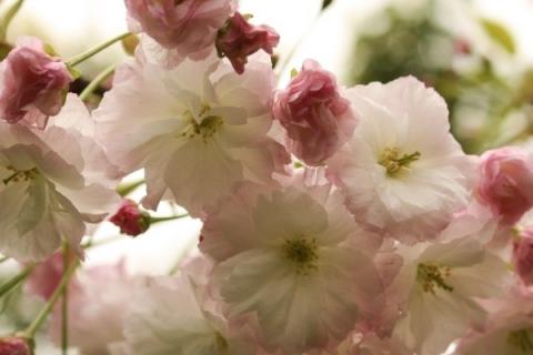 樱花树怎么种