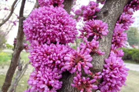 紫荆花扦插要多久才生根呀