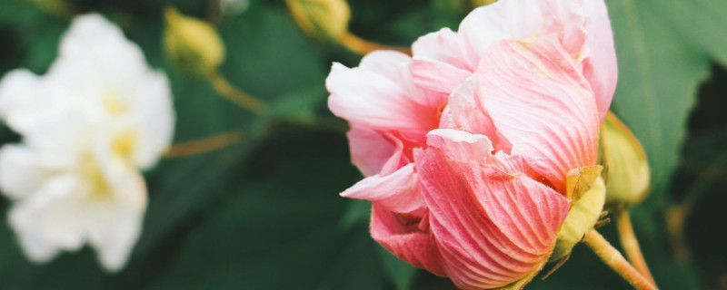 刚买回来的芙蓉花怎么上盆（刚买的芙蓉花在盆土里立不来）