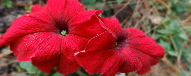 水培重瓣牵牛花几天生根