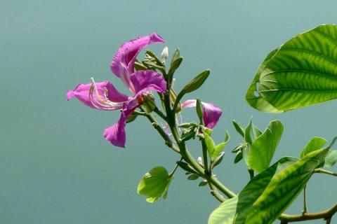 紫荆花的栽培与管理