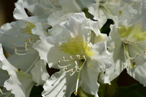 杜鹃花夏天枯萎怎么办