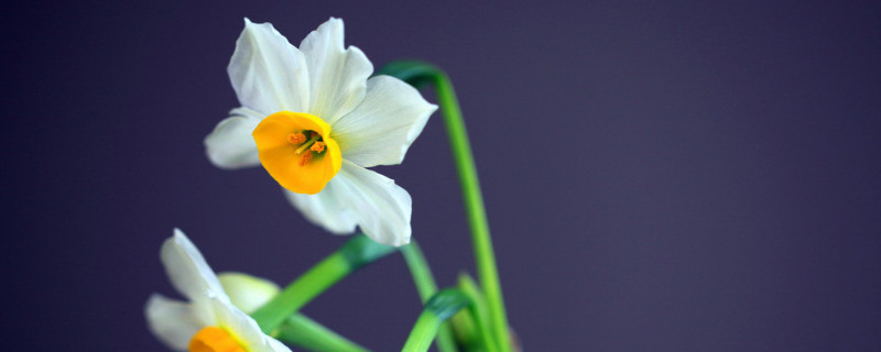 水仙花东倒西歪怎么办（水仙花为什么东倒西歪）