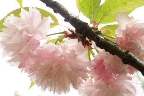 樱花树怎么种