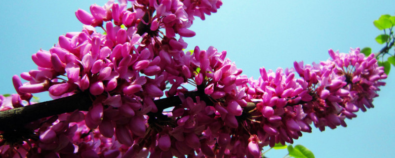 紫荆花扦插要多久才生根呀