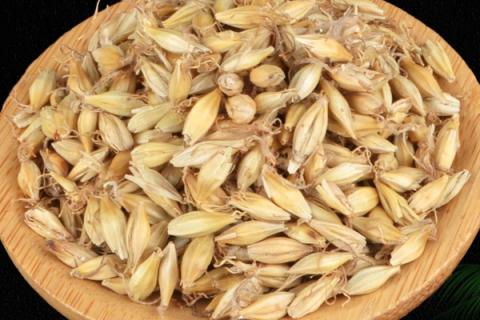 生麦芽的功效与作用 炒麦芽和生麦芽的功效与作用