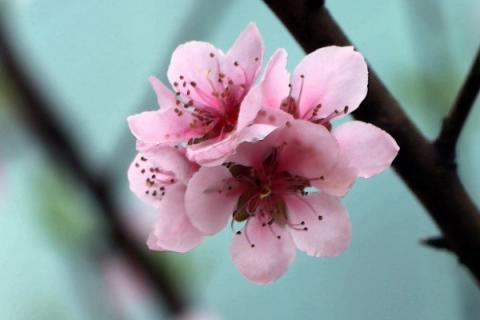 桃花春天开花吗