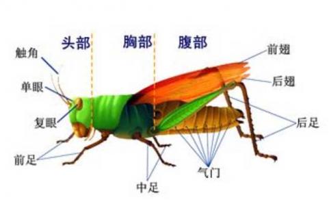 蝗虫的呼吸器官是什么（蝗虫的呼吸器官是什么视觉器官是什么）