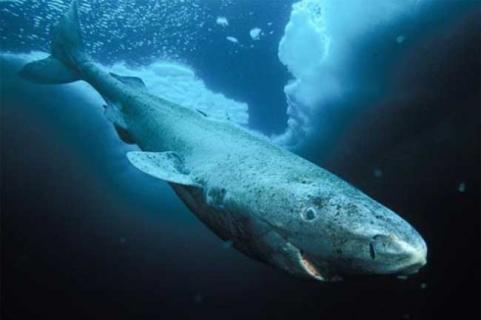 格陵兰鲨鱼（格陵兰鲨鱼眼睛寄生虫）