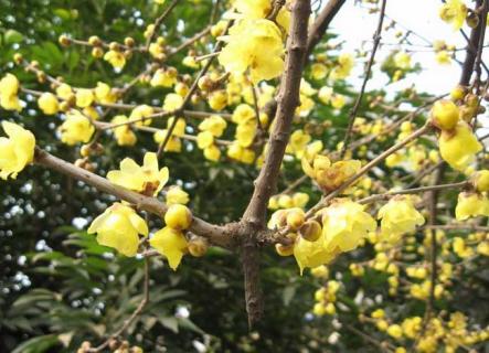 蜡梅 蜡梅花图片