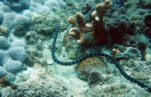 海蛇图片（裂颊海蛇图片）