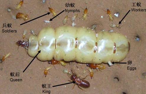 白蚁种群图片（白蚁分布图）