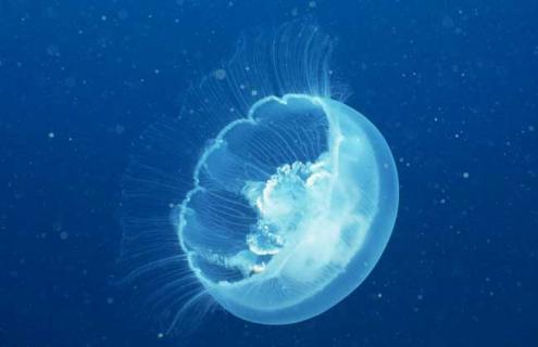 北极霞水母图片 北极霞水母是最大的动物