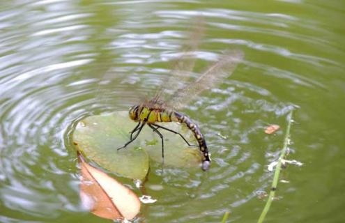 蜻蜓点水是为了什么 夏天蜻蜓点水是为了什么
