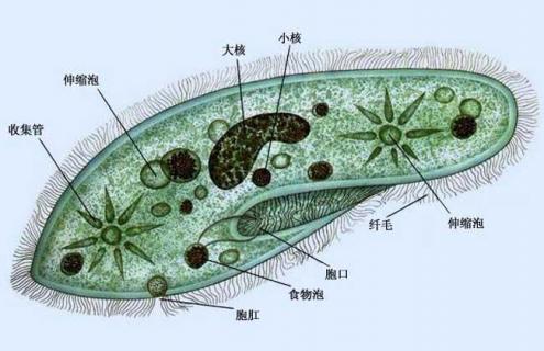 草履虫的生殖方式 草履虫的生殖方式是有性生殖还是无性生殖