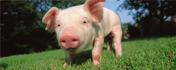 猪饲料配方常用饲料原料 猪饲料有哪些配方