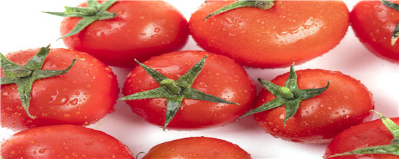 番茄的生长规律 番茄的生长规律是什么