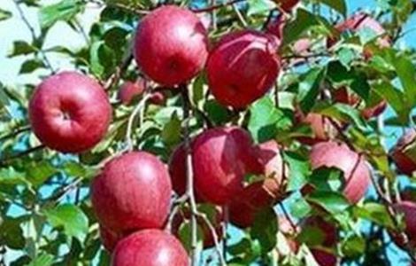 苹果高产种植技术 苹果高产种植技术要点