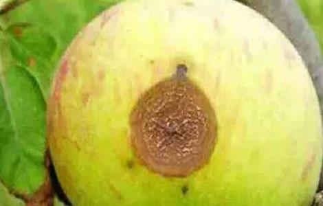 苹果常见病虫害防治方法 苹果常见病虫害防治方法视频