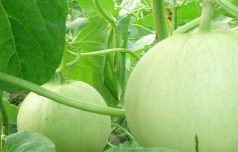 香瓜高产种植方法 香瓜增产的方法