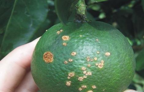 柑橘的常见病虫害防治方法 柑橘的常见病虫害防治方法图片