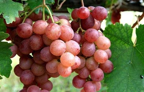 葡萄增产的方法 葡萄增产的方法和技巧