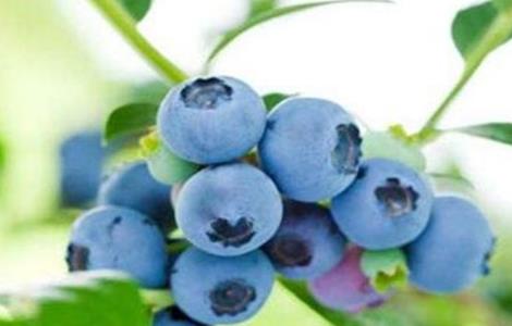 如何提高蓝莓的产量和销量 如何提高蓝莓的产量