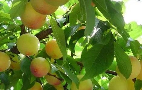 黄桃产量及经济效益 如何提高黄桃的产量