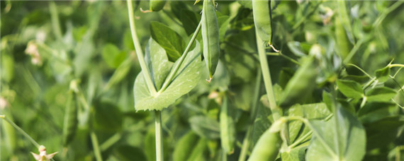 豌豆从种到成熟要多久 豌豆生长要多久