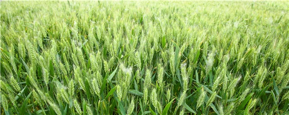 小麦春季病虫害防治技术 小麦前期病虫害综合防治技术